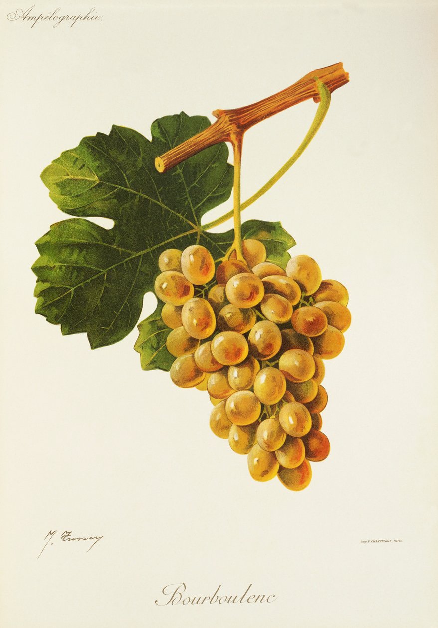 Bourboulenc drue af J. Troncy af Jules Troncy
