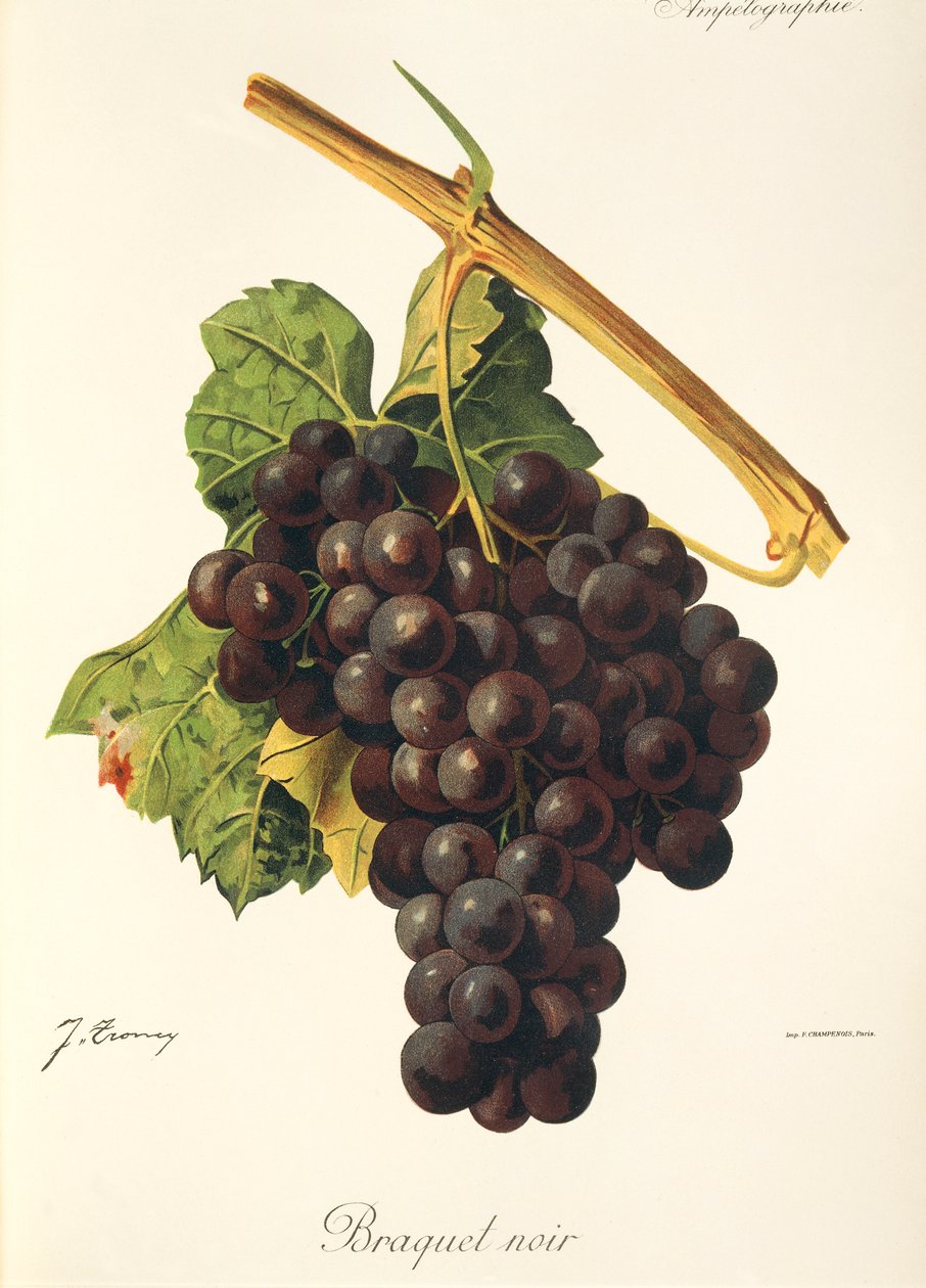 Braquet Noir drue af J. Troncy af Jules Troncy