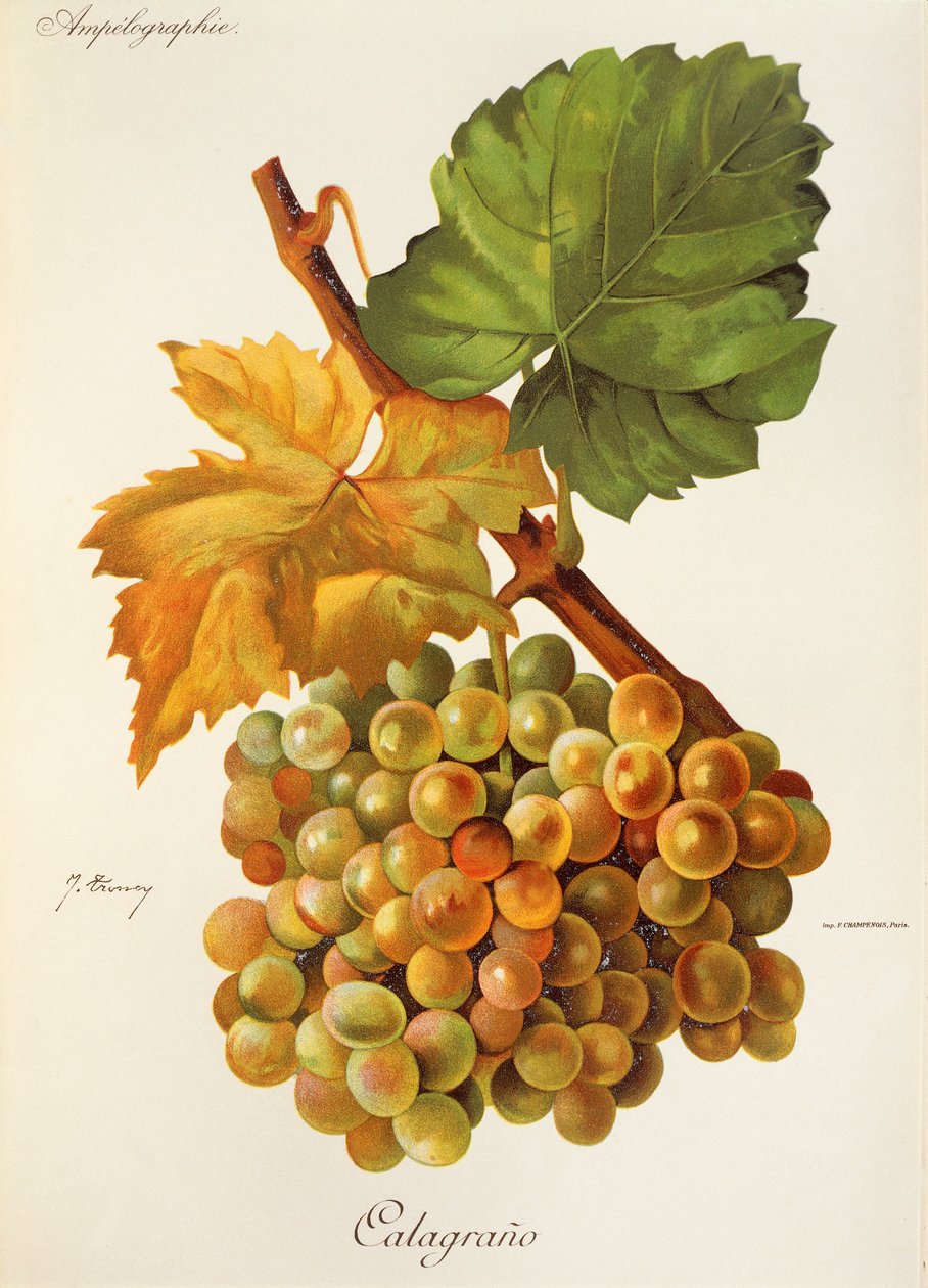 Calagrano drue af J. Troncy af Jules Troncy