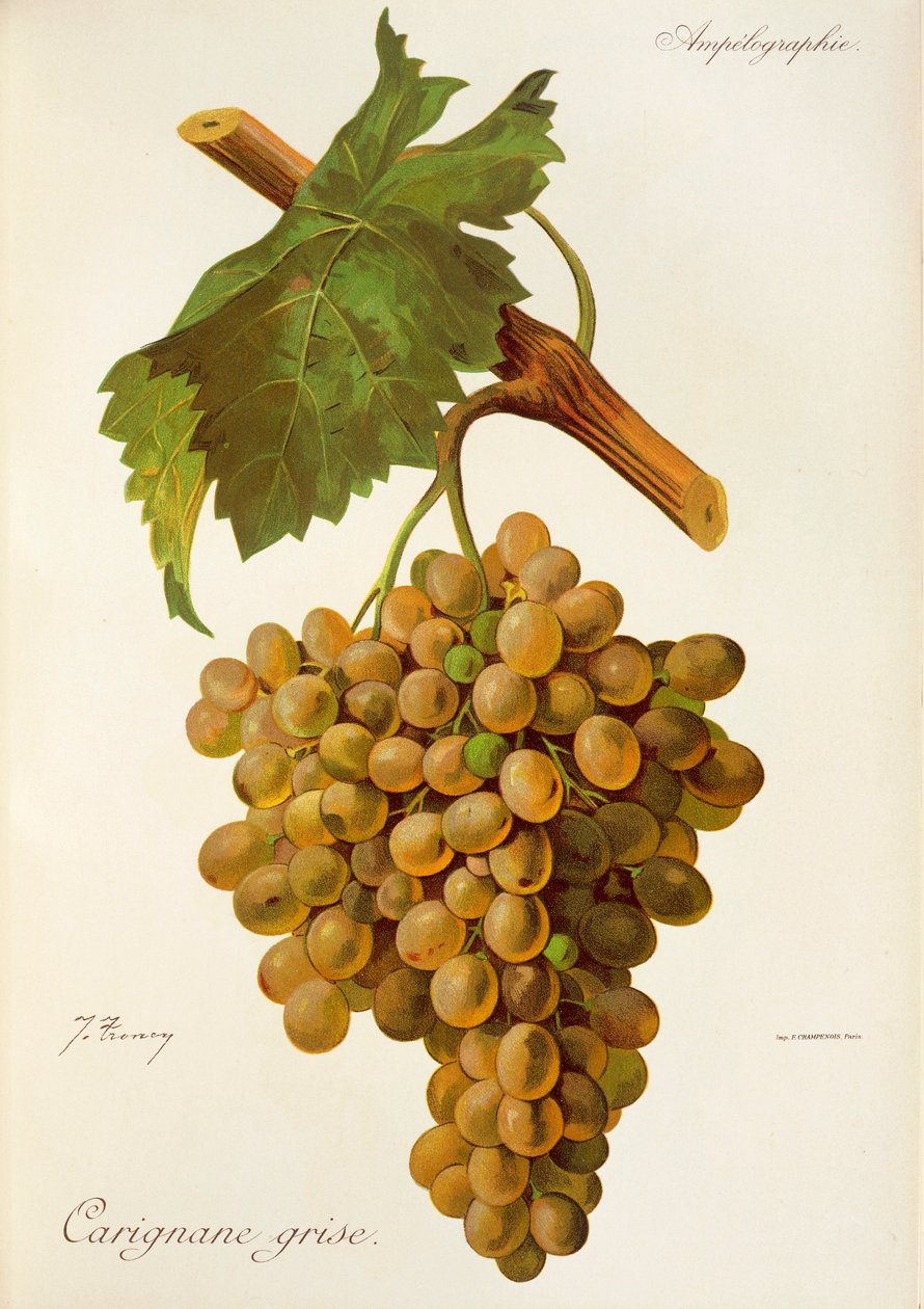 Carignane Grise drue af J. Troncy af Jules Troncy