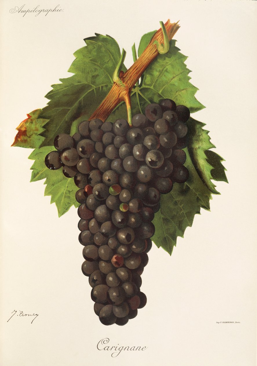 Carignane drue af J. Troncy af Jules Troncy