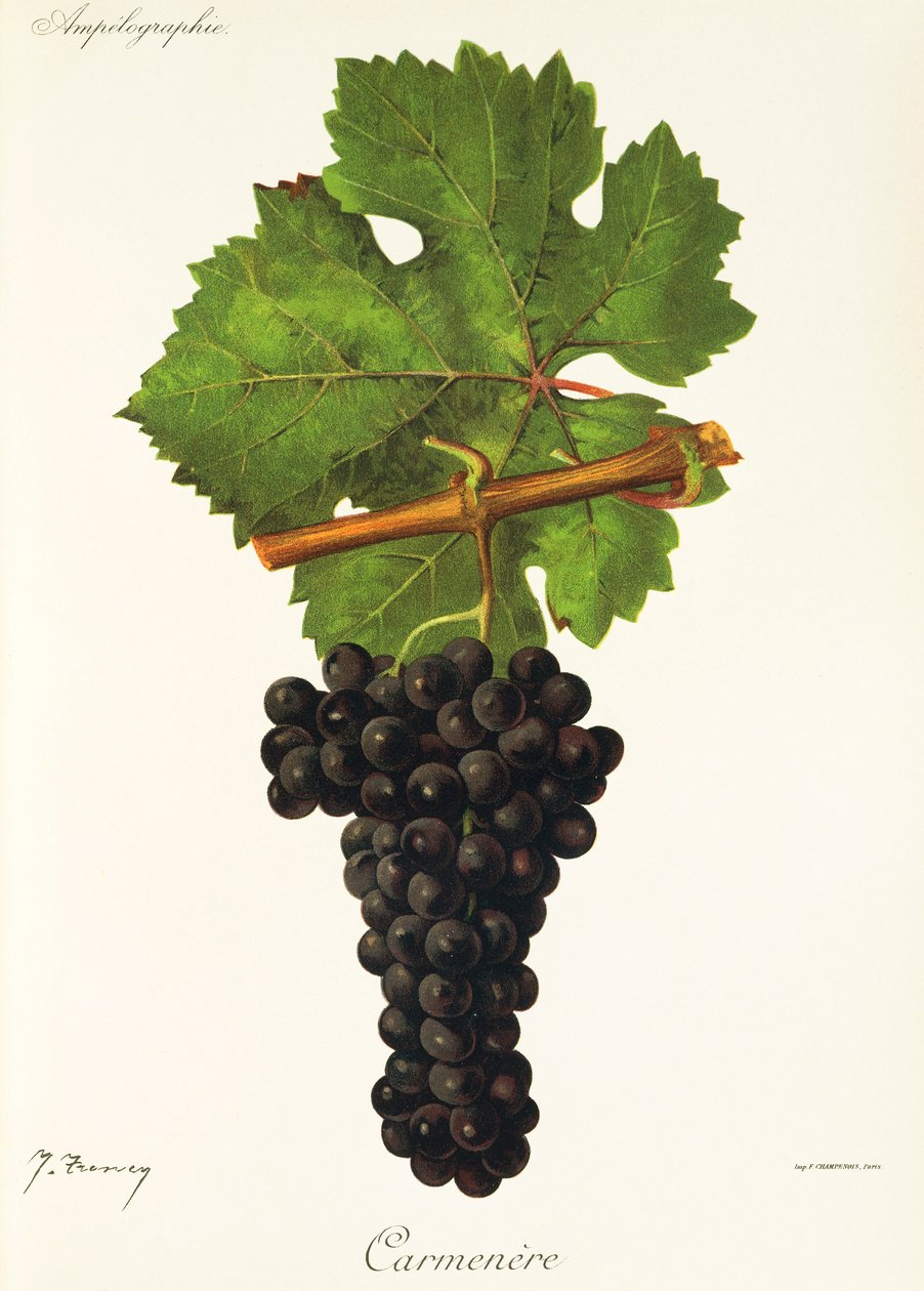 Carmenere drue af J. Troncy af Jules Troncy