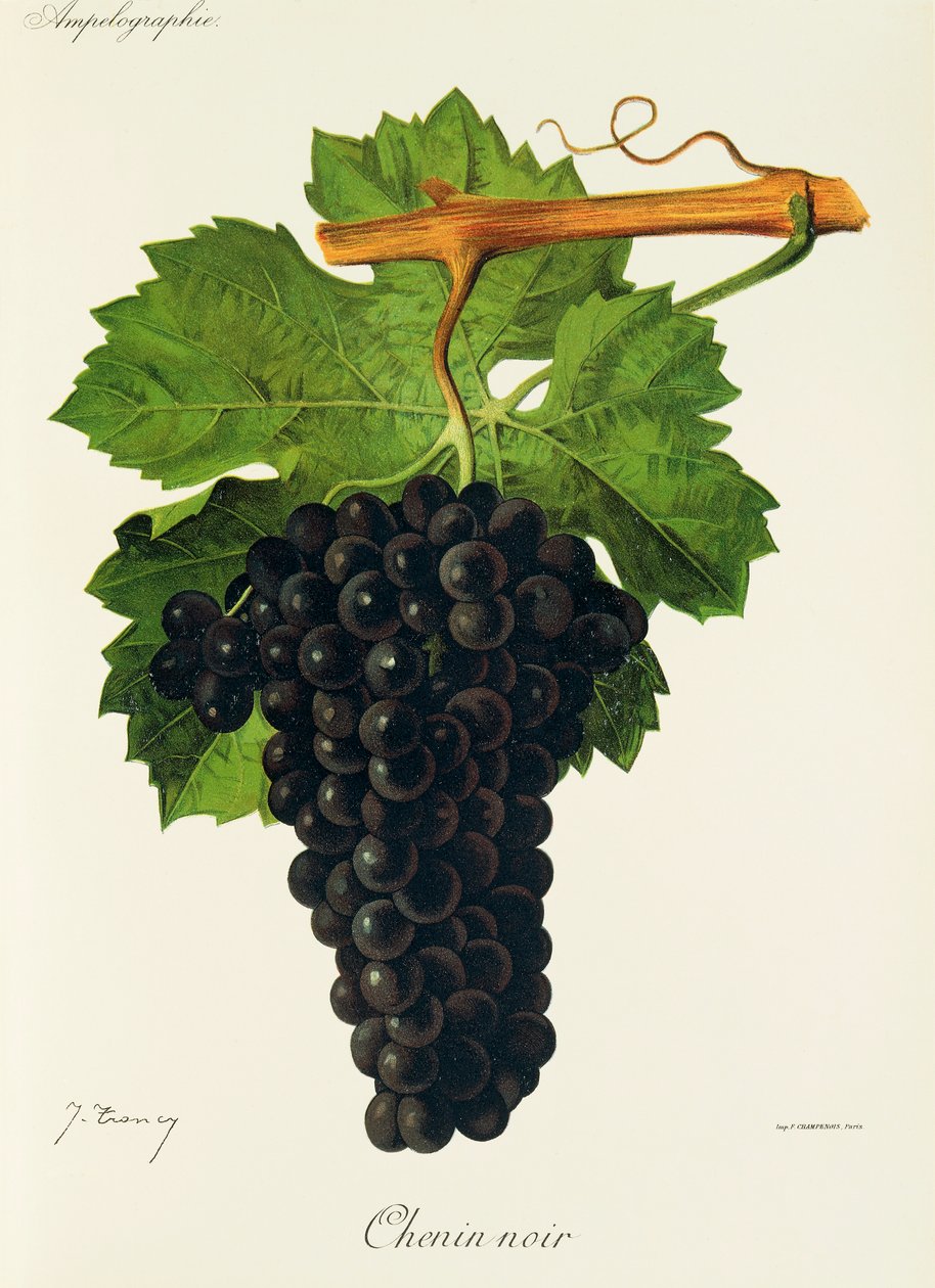 Chenin Noir drue af J. Troncy af Jules Troncy