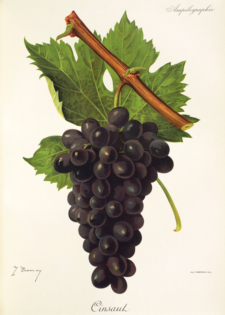 Cinsaut-drue af J. Troncy af Jules Troncy