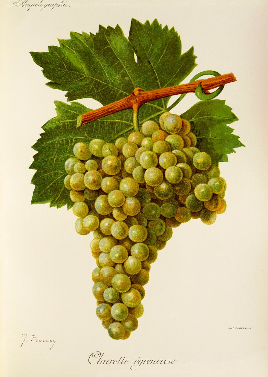 Clairette Egreneuse drue af J. Troncy af Jules Troncy