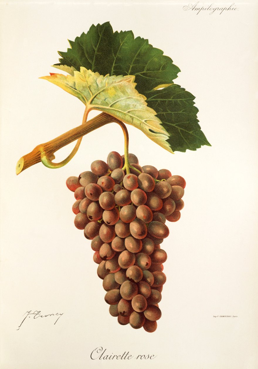 Clairette Rose-drue fra J. Troncy af Jules Troncy