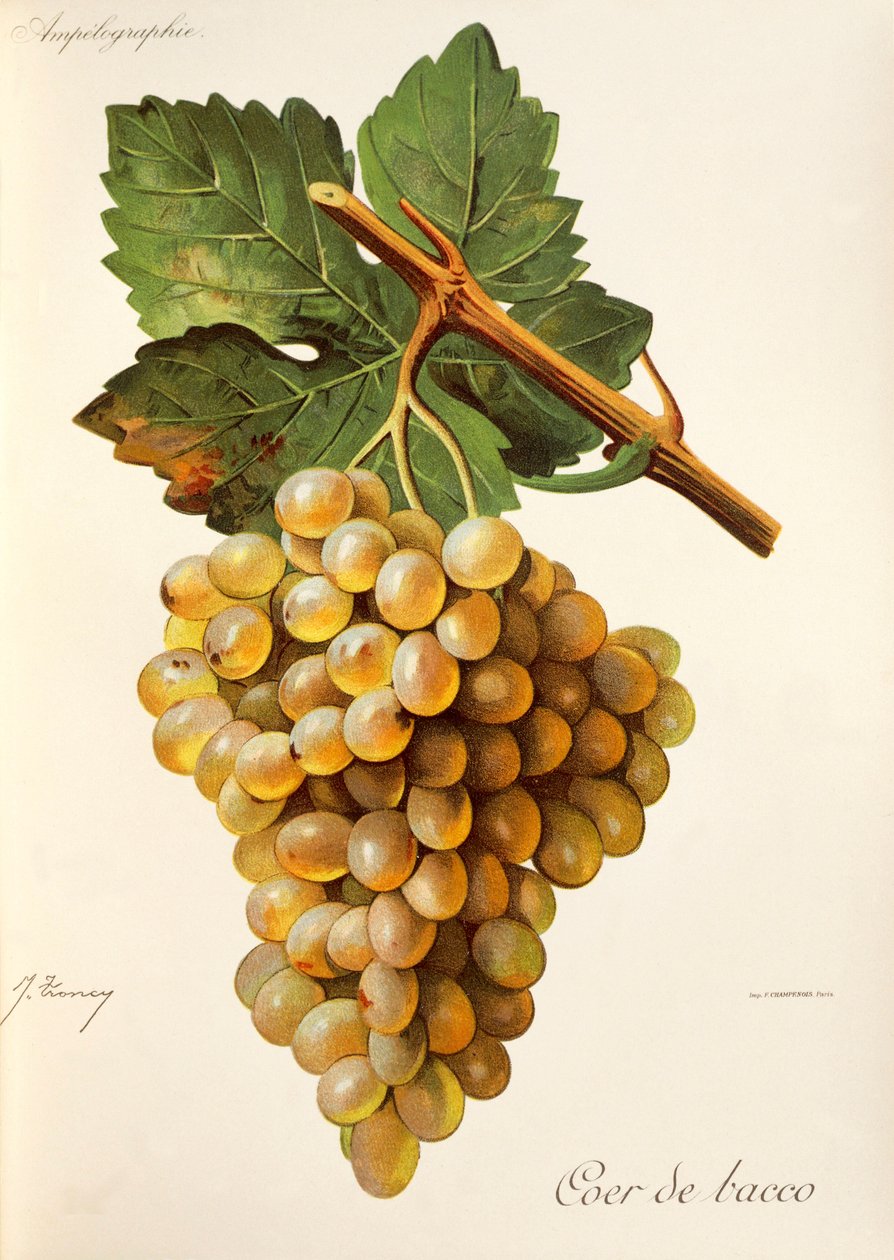 Coeur de Bacco drue, fra Traite General de Viticulture. Ampelografi af Jules Troncy