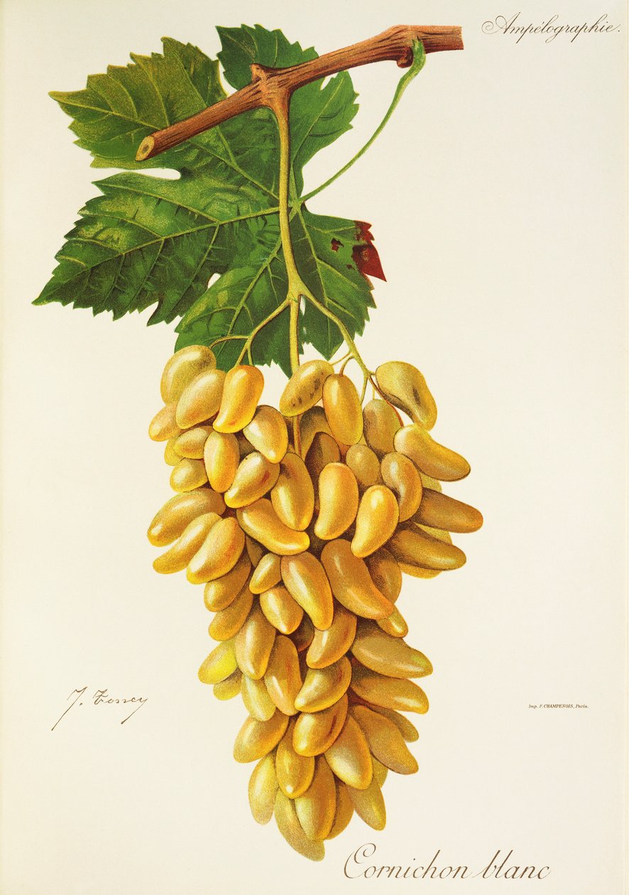 Gherkin White drue af J. Troncy af Jules Troncy