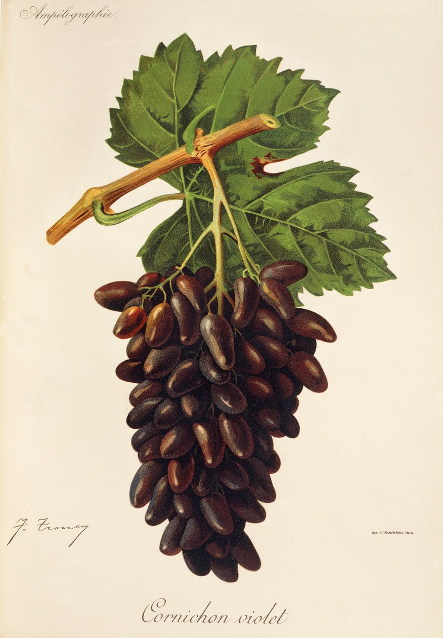 Cornichon Violet drue af J. Troncy af Jules Troncy