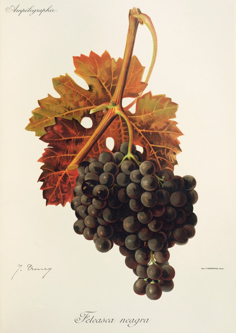Feteasca Neagra drue af J. Troncy af Jules Troncy