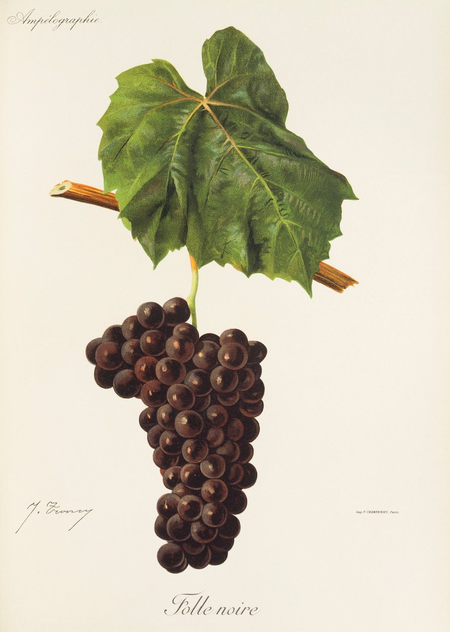 Folle Noire drue af J. Troncy af Jules Troncy