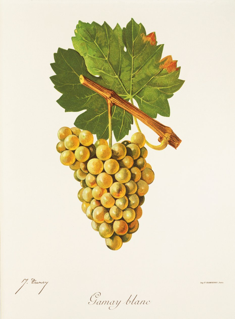 Gamay Blanc drue af J. Troncy af Jules Troncy