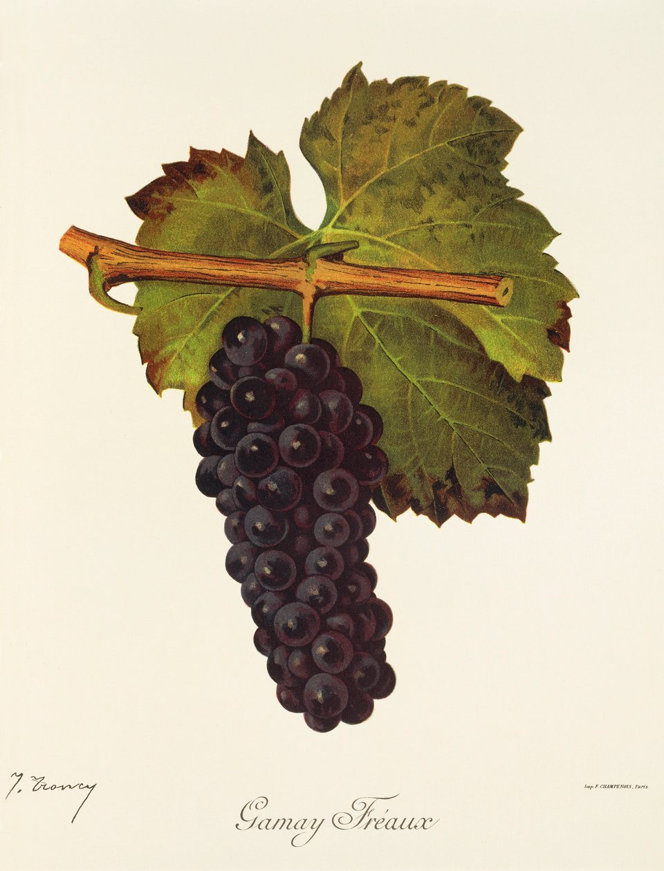 Gamay Freaux drue af J. Troncy af Jules Troncy