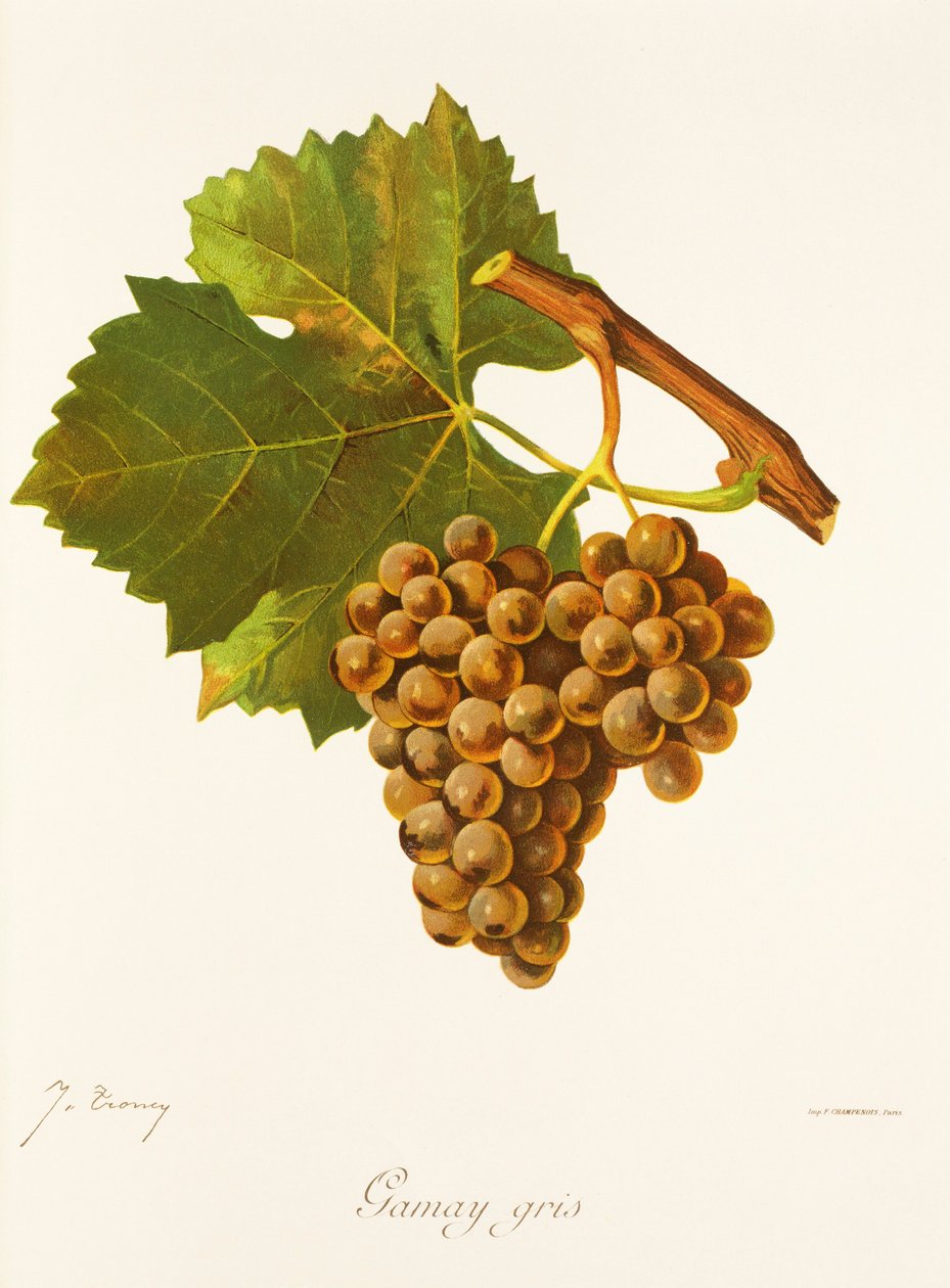 Gamay Gris drue af J. Troncy af Jules Troncy