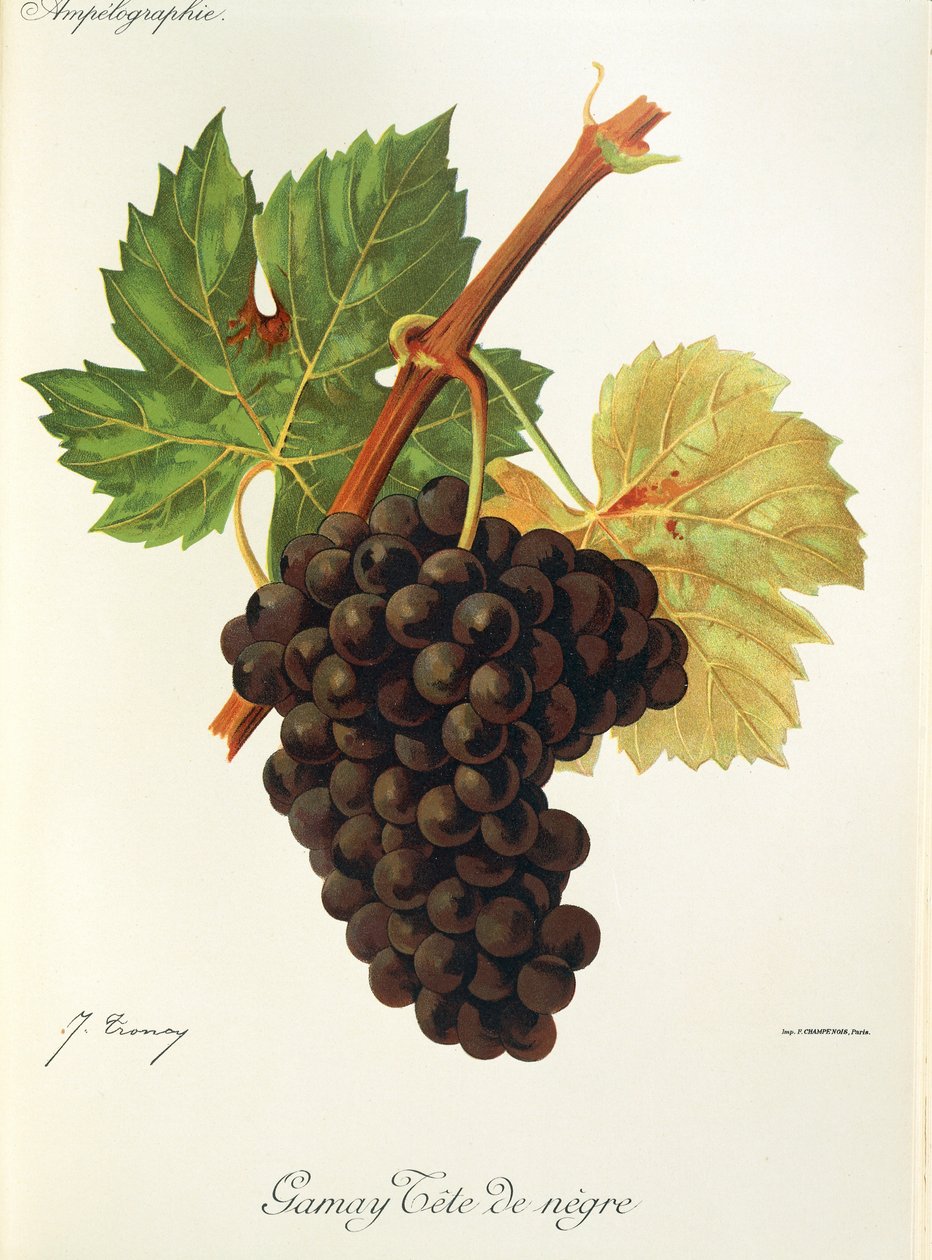 Gamay Tete de Negre drue af J. Troncy af Jules Troncy