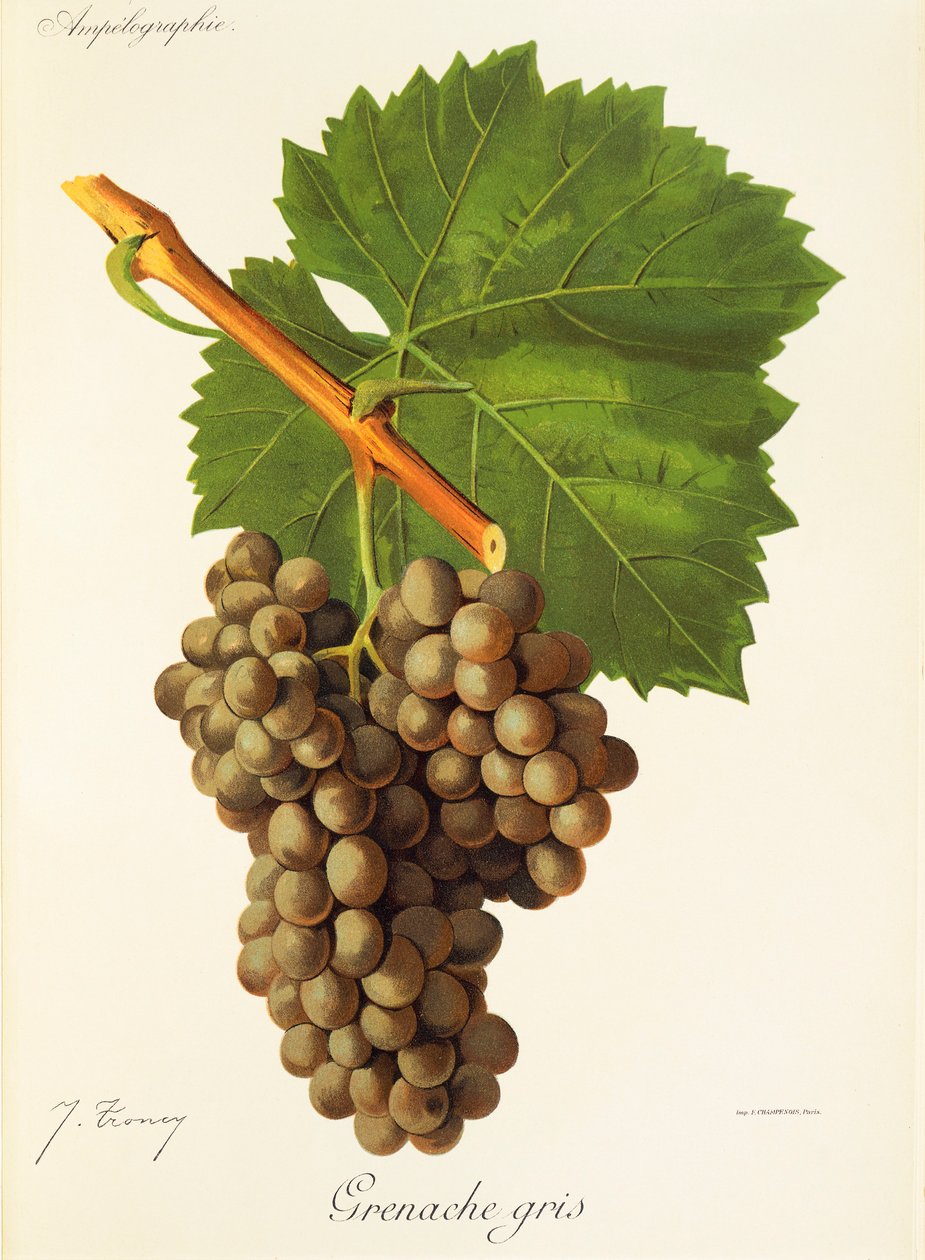 Grenache Gris drue af J. Troncy af Jules Troncy