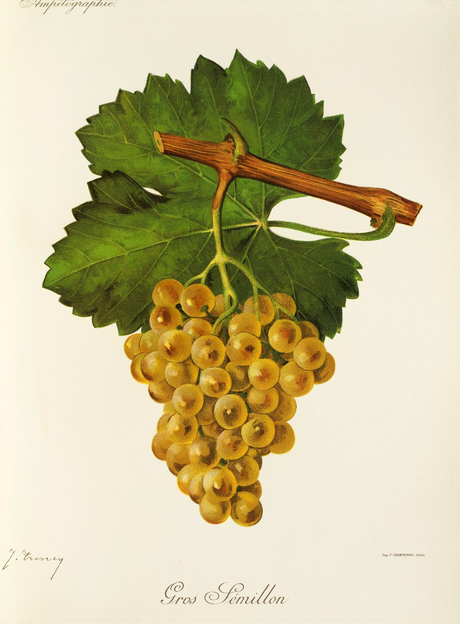 Gros Semillon drue af J. Troncy af Jules Troncy