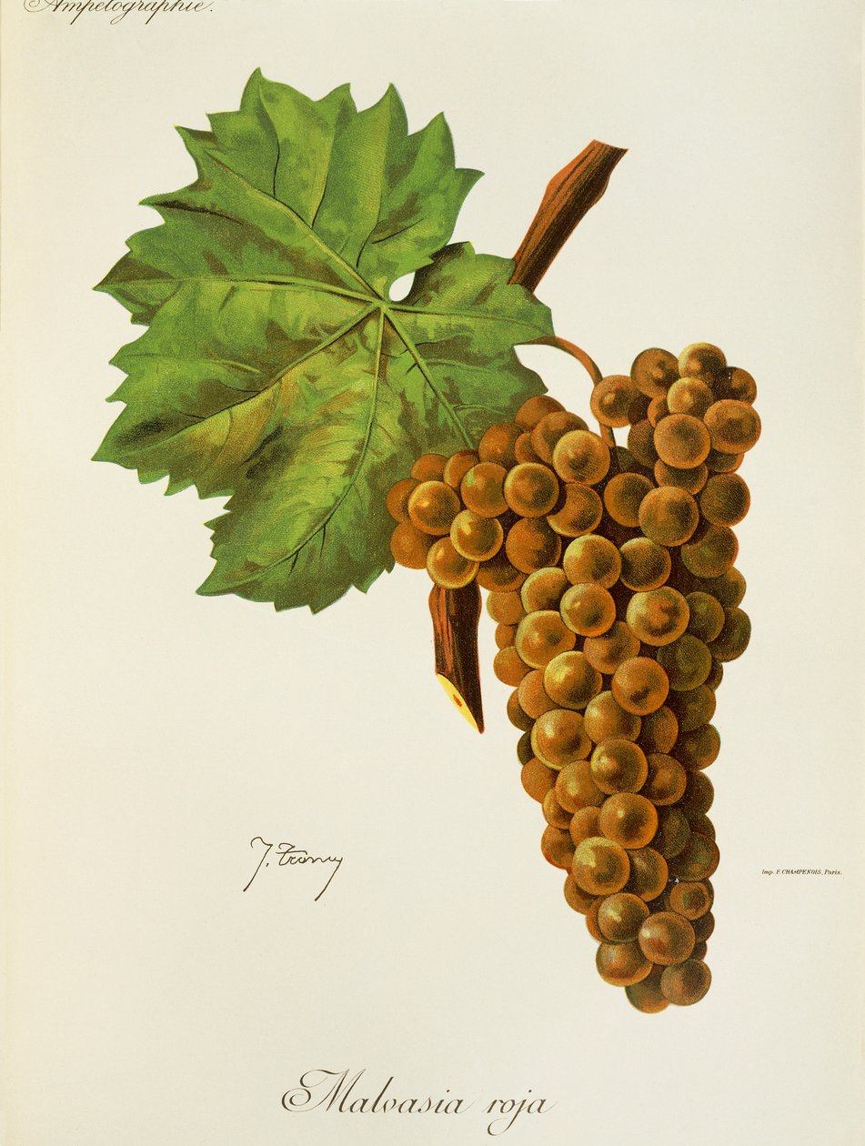 Malvasia Roja drue af J. Troncy af Jules Troncy