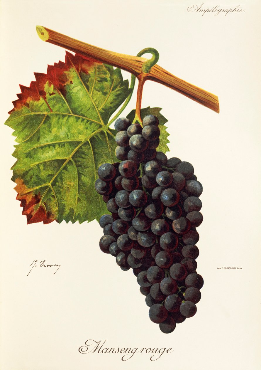 Manseng Rouge-drue fra J. Troncy af Jules Troncy
