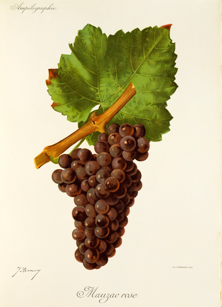 Mauzac Rose drue af J. Troncy af Jules Troncy