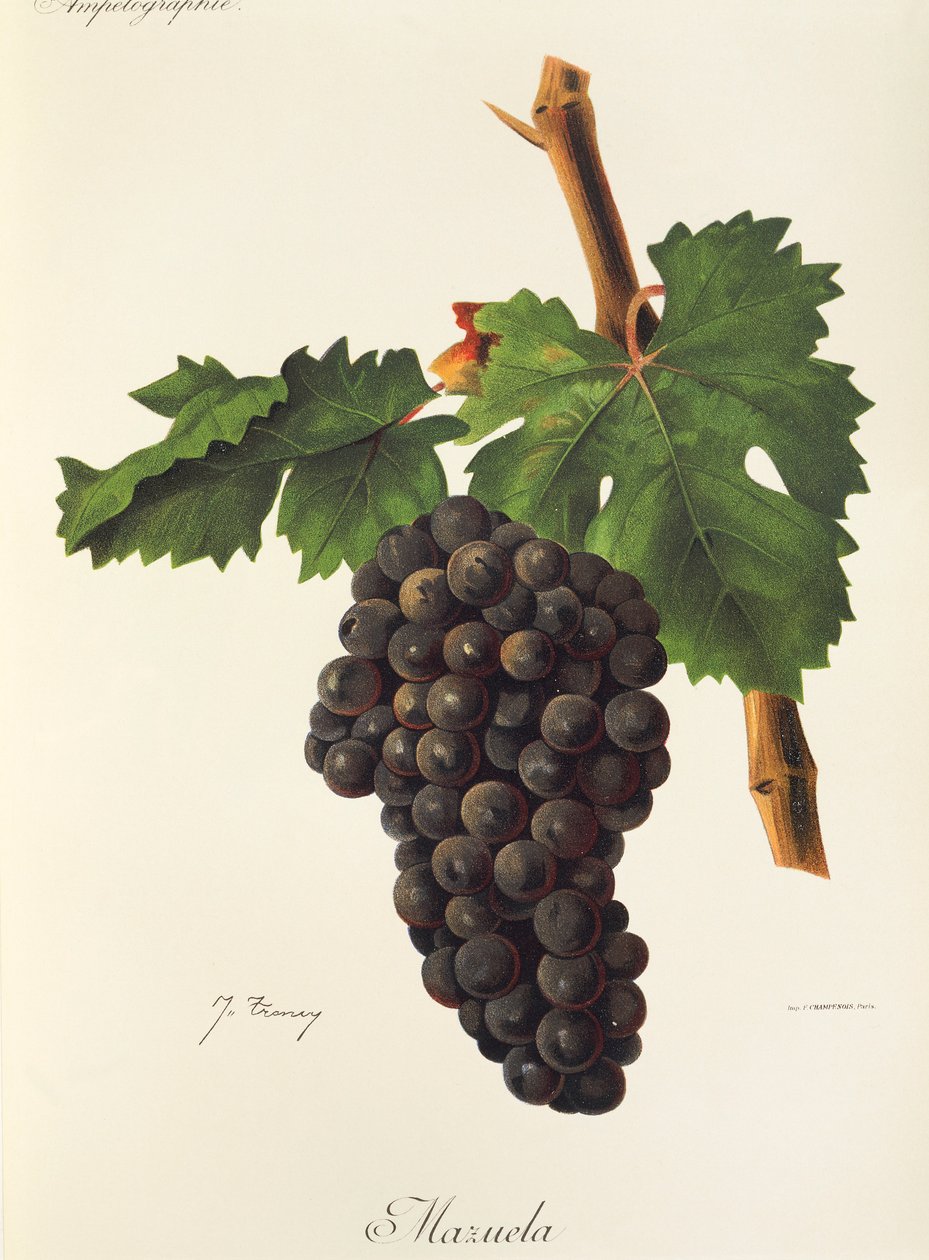 Mazuela drue af J. Troncy af Jules Troncy