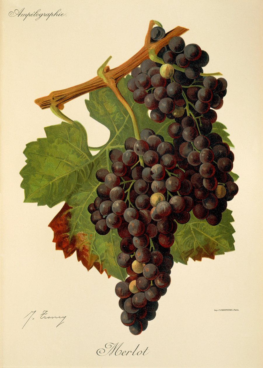 Merlot drue af J. Troncy af Jules Troncy