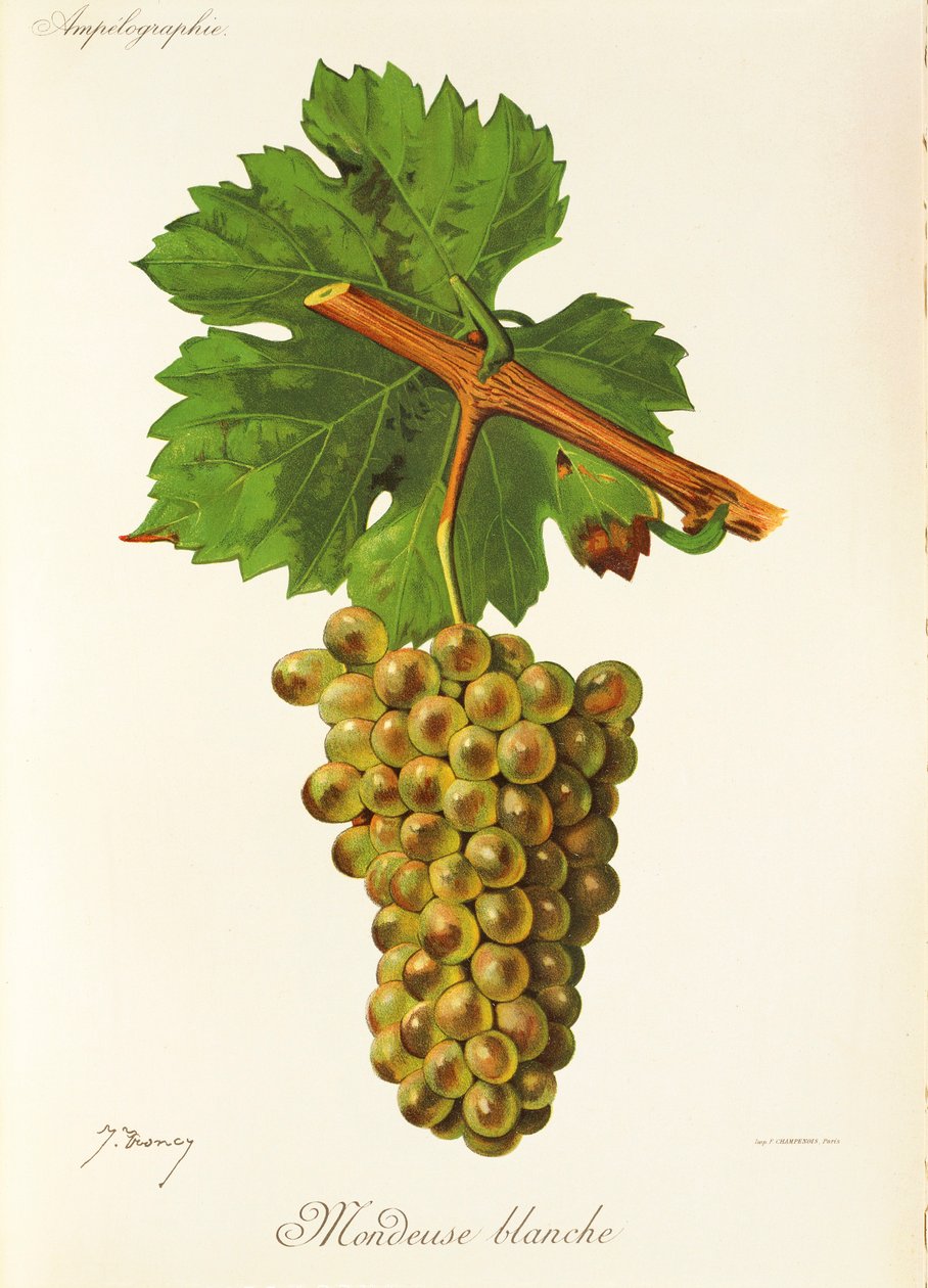 Mondeuse Blanche drue af J. Troncy af Jules Troncy