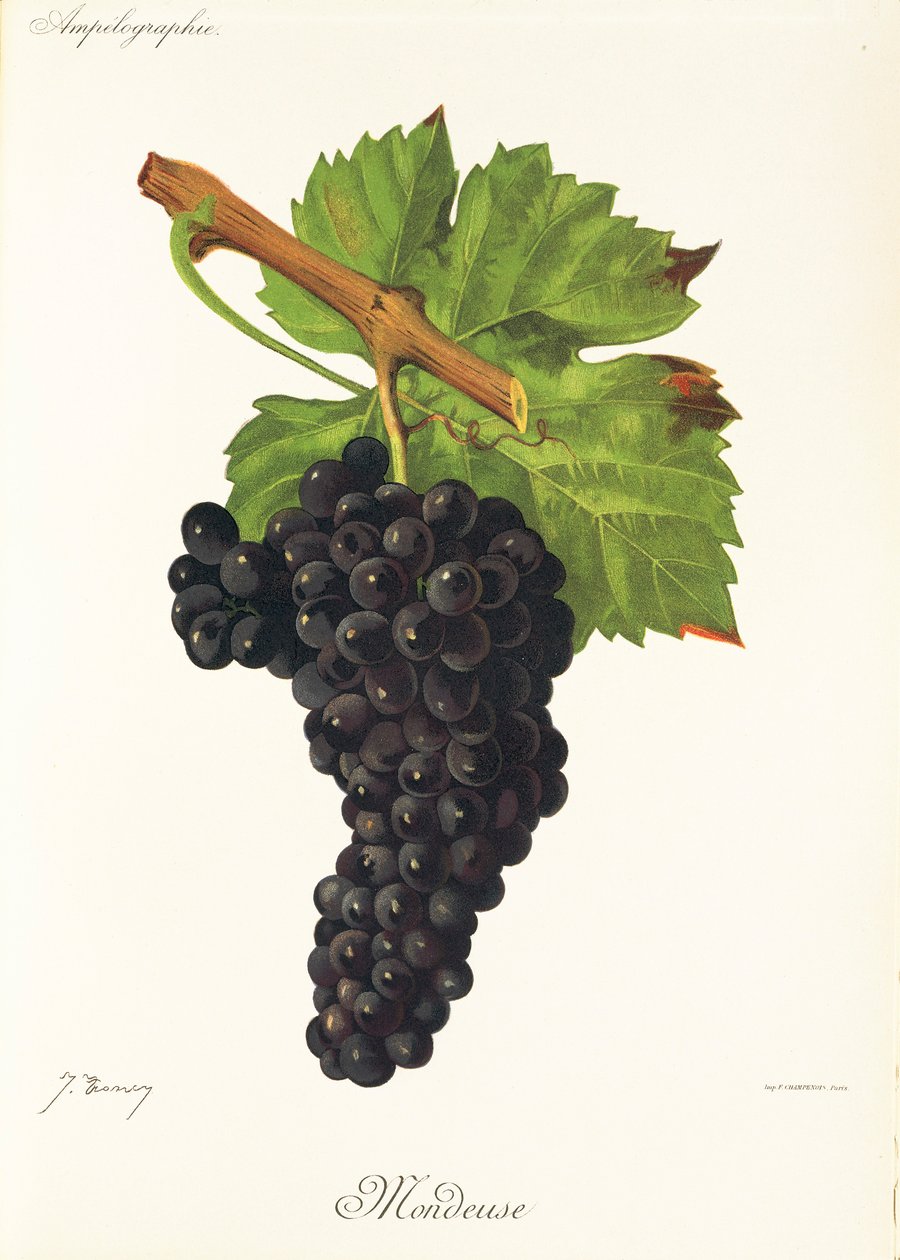 Mondeuse drue af J. Troncy af Jules Troncy
