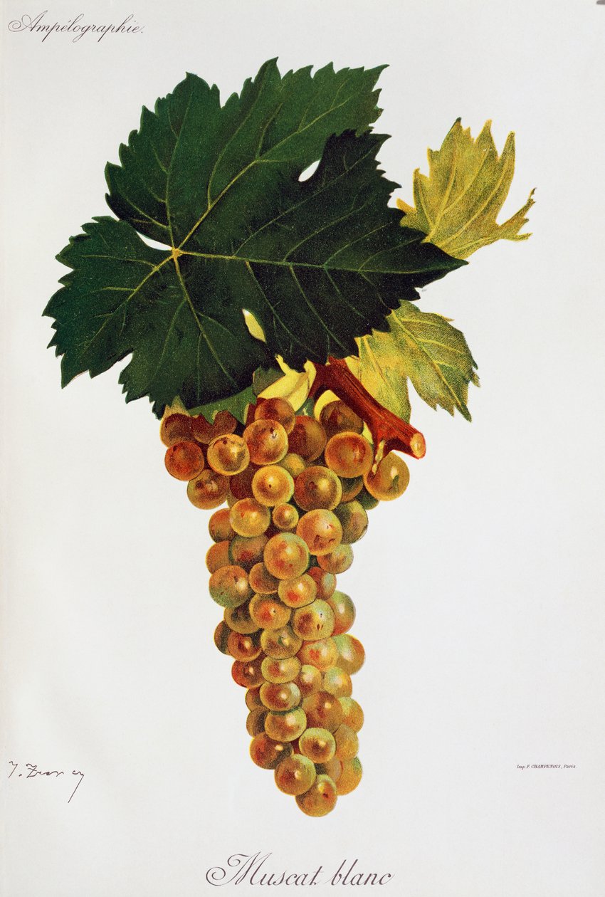 Moscato hvide druer (Muscat blanc) af Jules Troncy fra Ampelographie, Traite general de viticulture (Ampelography, General Treaty of Viticulture), bind III, af Pierre Viala (1859-1936) og Victor Vermorel (1848-1927), Paris af Jules Troncy