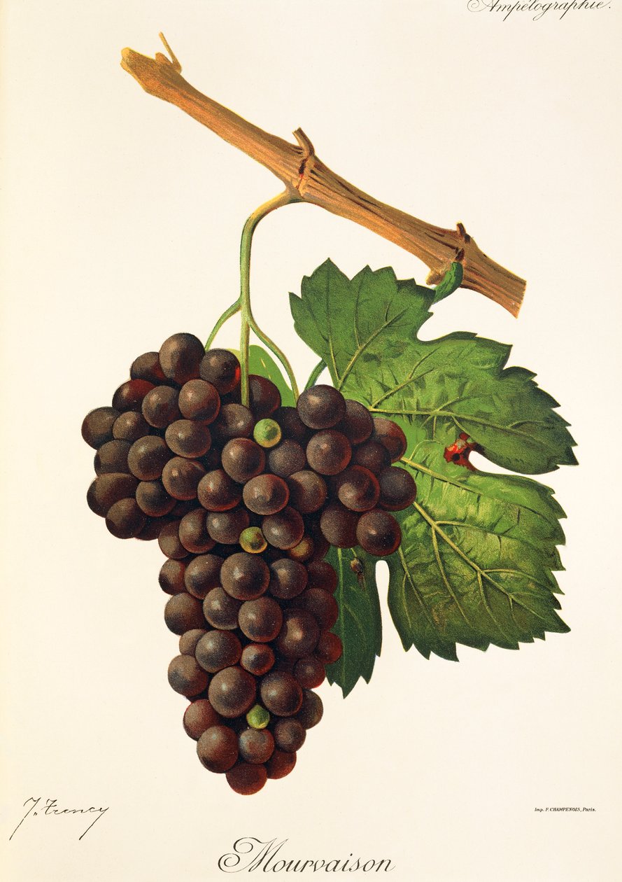 Mourvaison drue af J. Troncy af Jules Troncy