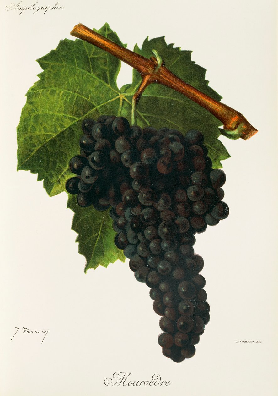 Mourvedre drue af J. Troncy af Jules Troncy