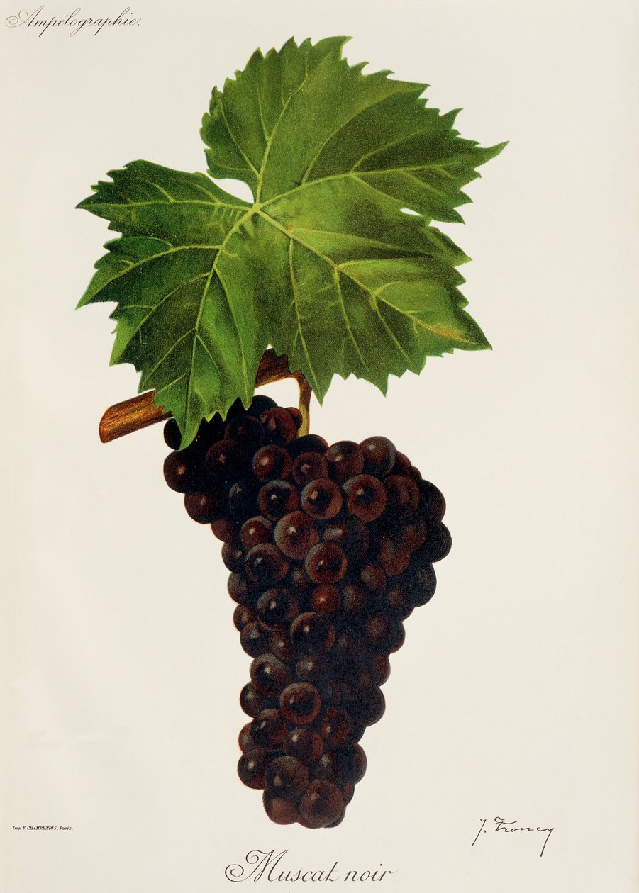 Muscat Noir drue af J. Troncy af Jules Troncy