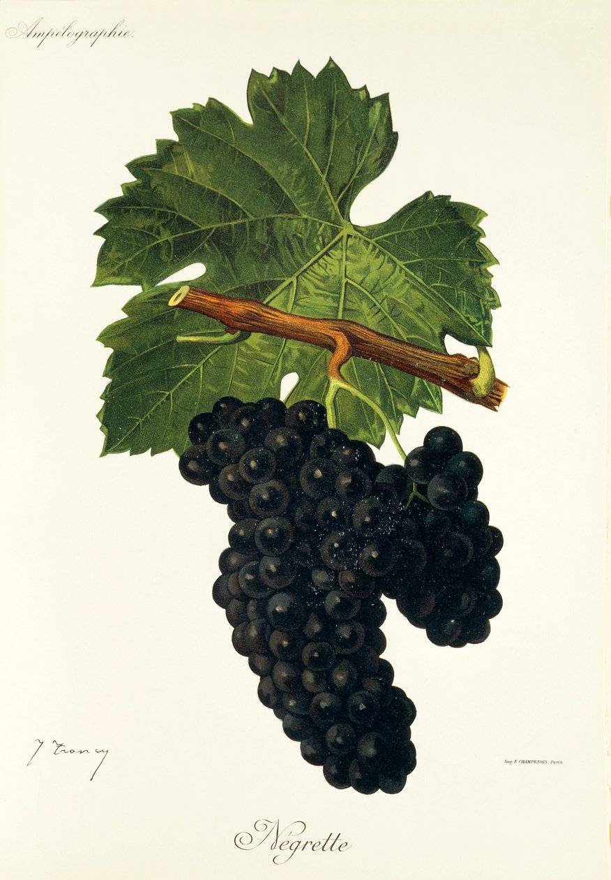 Negrette drue af J. Troncy af Jules Troncy