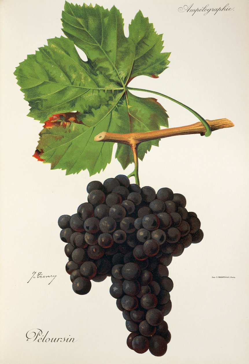 Peloursin-drue af J. Troncy af Jules Troncy