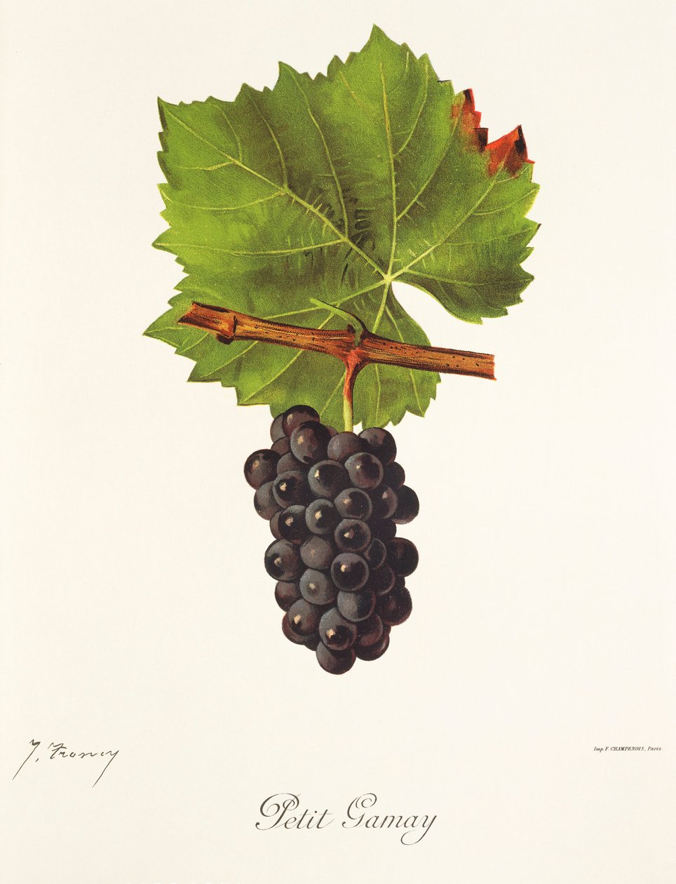 Petit Gamay drue af J. Troncy af Jules Troncy