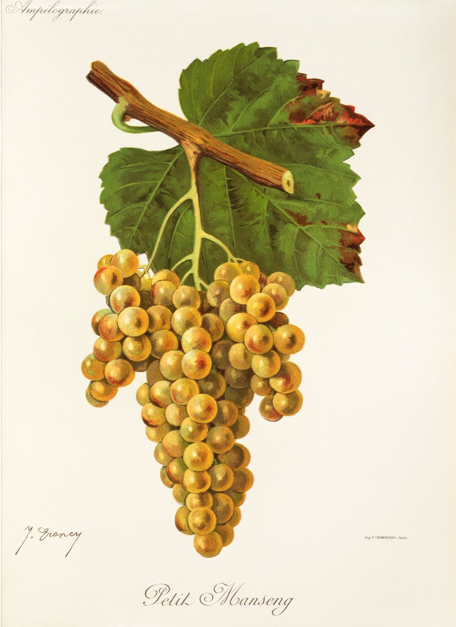 Petit Manseng-drue fra J. Troncy af Jules Troncy