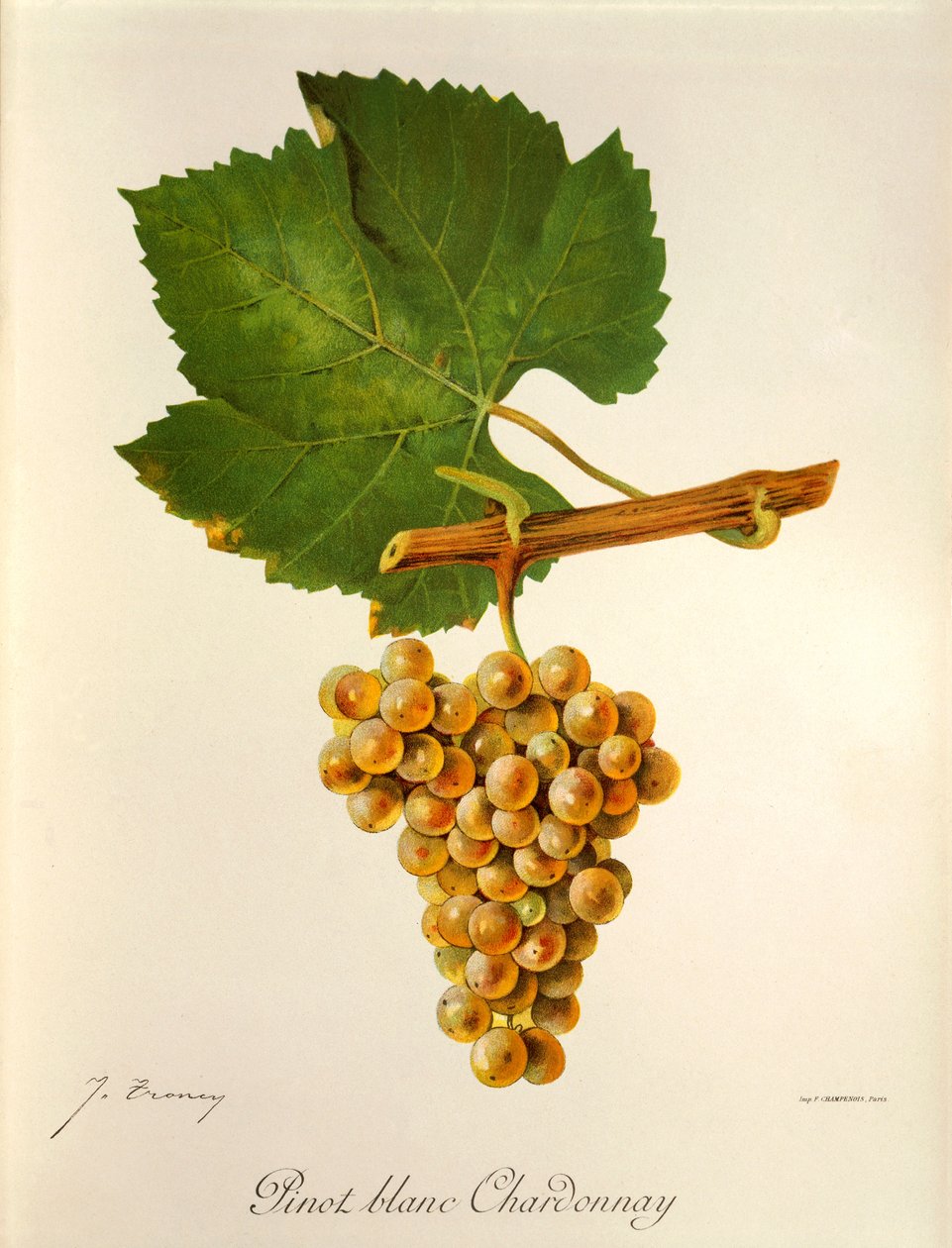 Pinot Blanc Chardonnay drue af J. Troncy af Jules Troncy