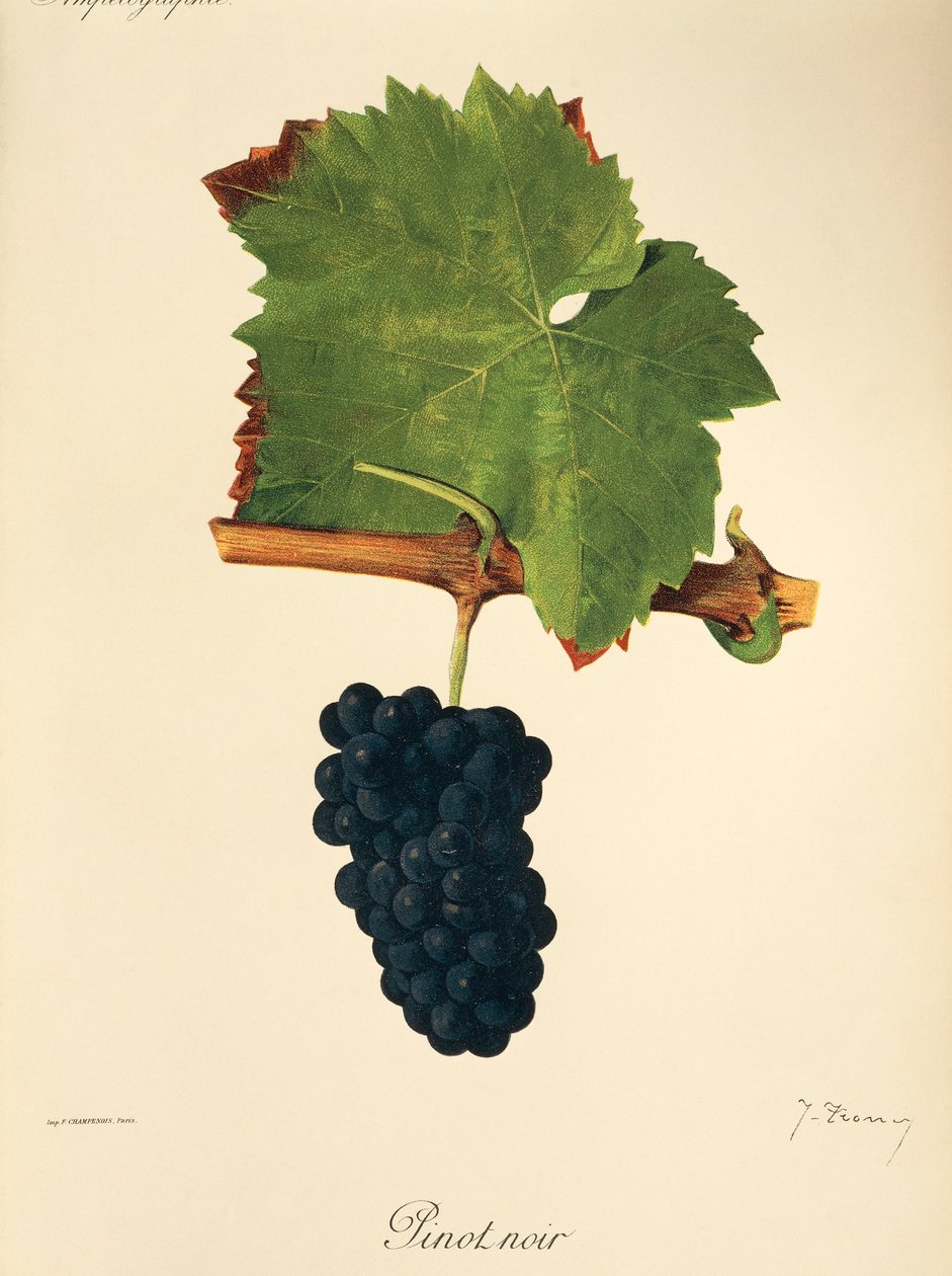Pinot Noir drue af J. Troncy af Jules Troncy
