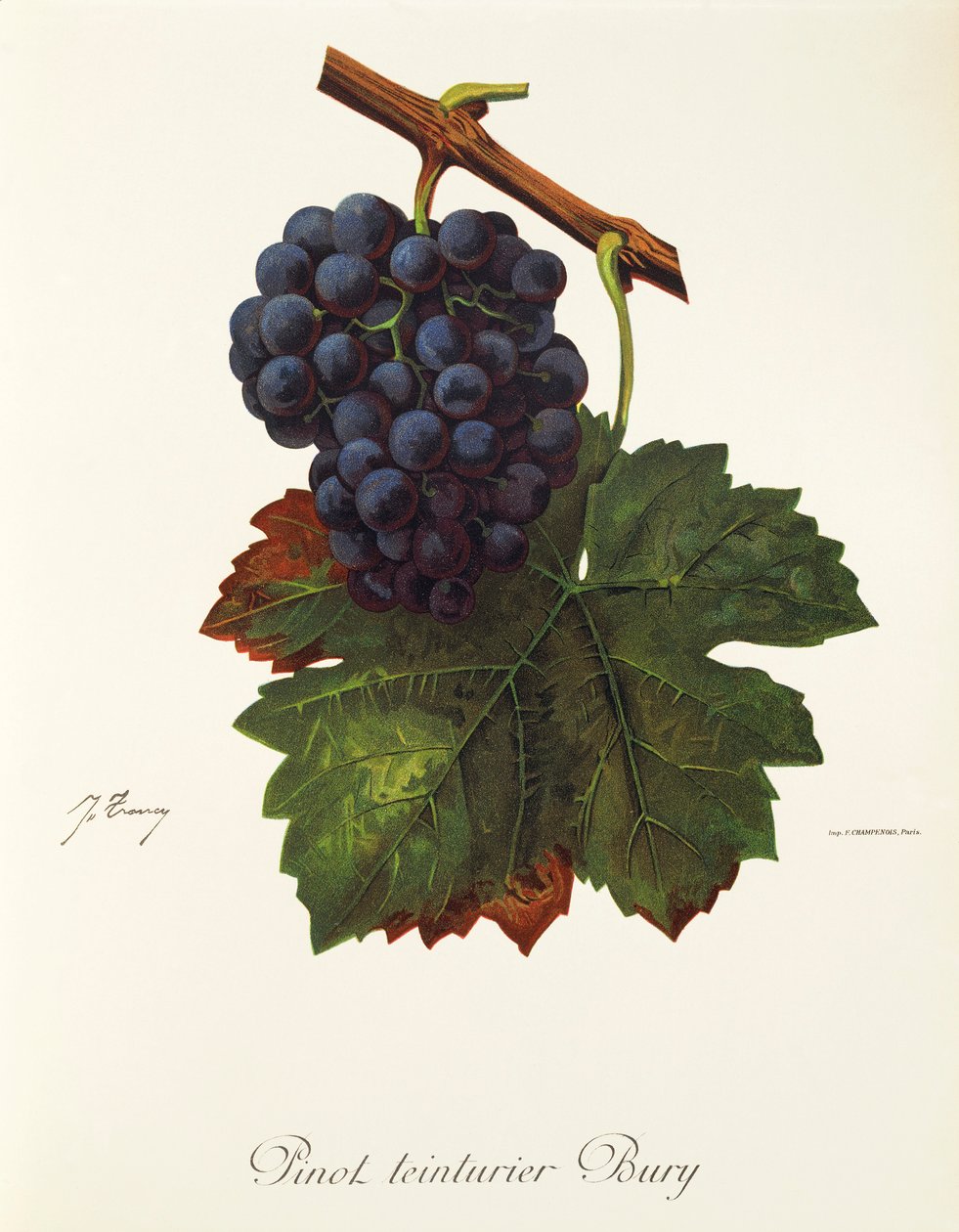 Pinot Teinturier Bury drue af J. Troncy af Jules Troncy