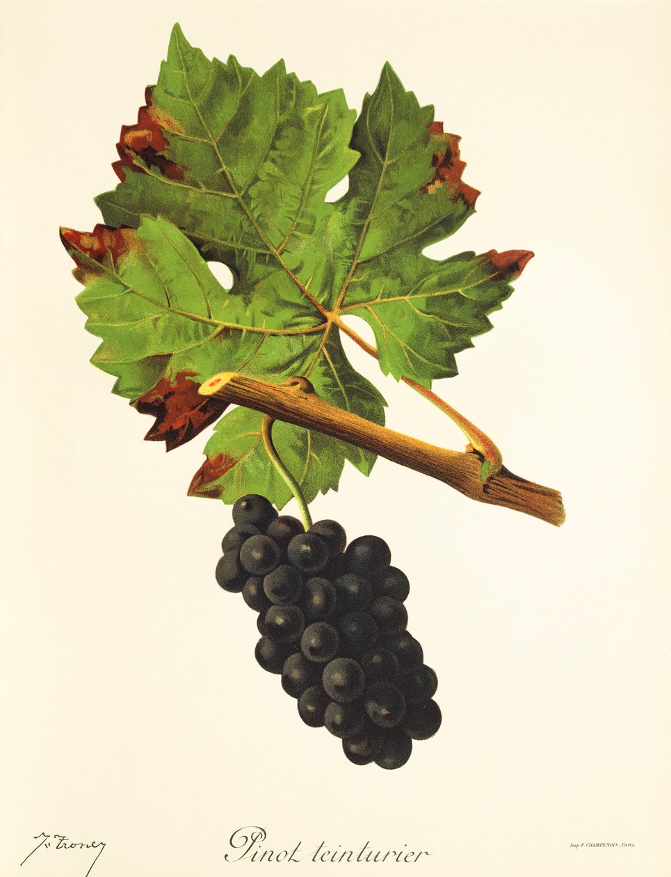 Pinot Teinturier drue af J. Troncy af Jules Troncy