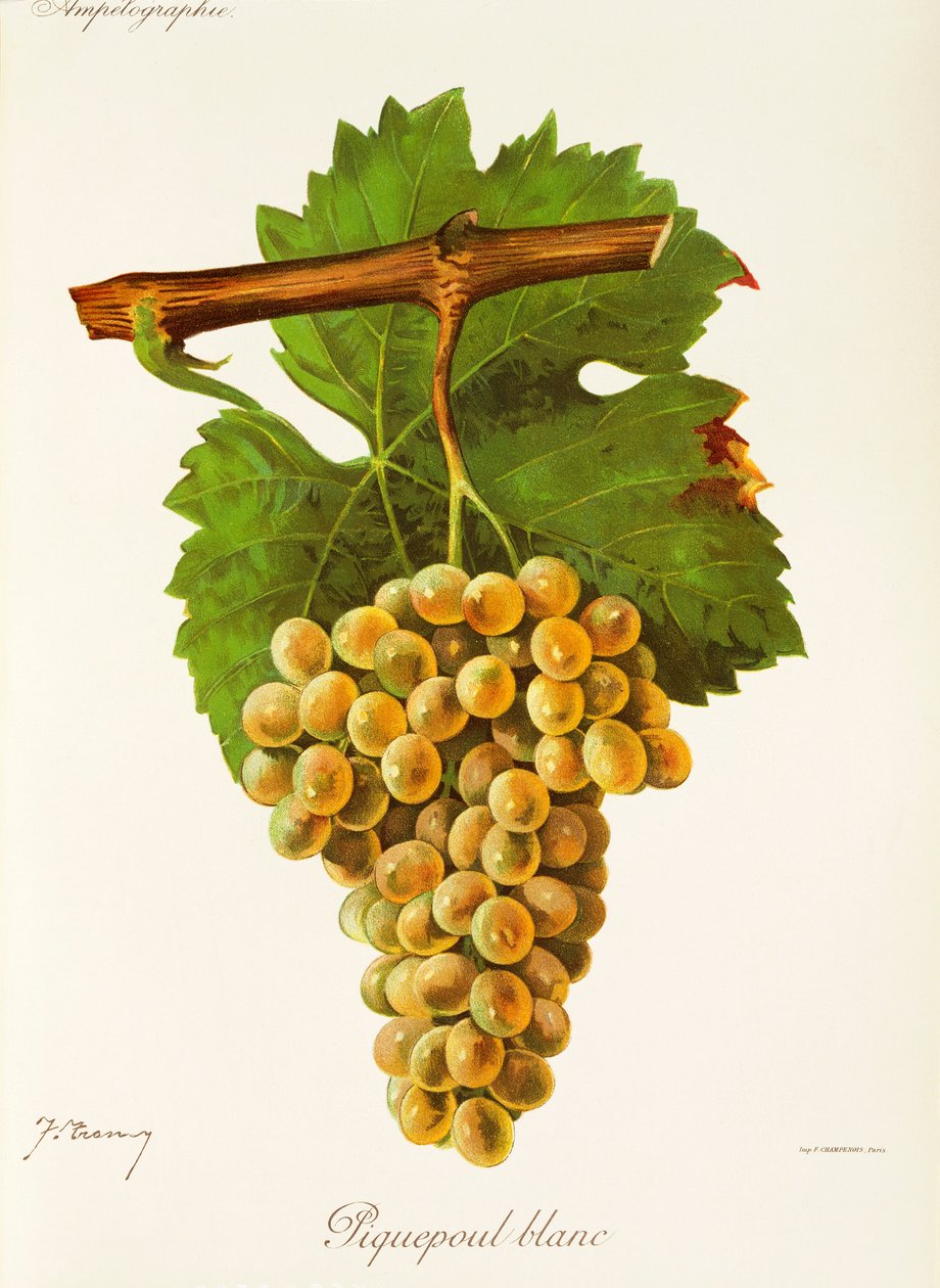 Piquepoul Blanc drue af J. Troncy af Jules Troncy