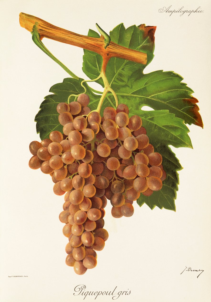 Piquepoul Gris drue af J. Troncy af Jules Troncy