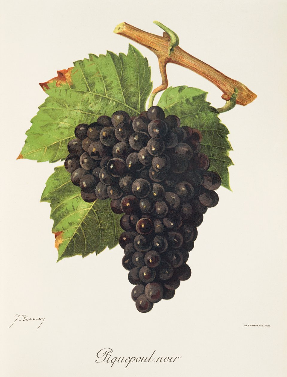 Piquepoul Noir drue af J. Troncy af Jules Troncy