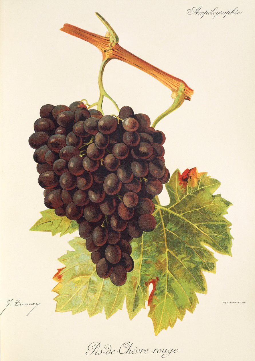 Pis-de-de-chevre rouge drue af J. Troncy af Jules Troncy