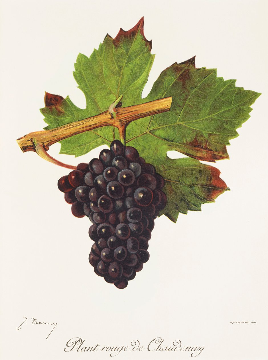 Plant Rouge de Chaudenay drue af J. Troncy af Jules Troncy