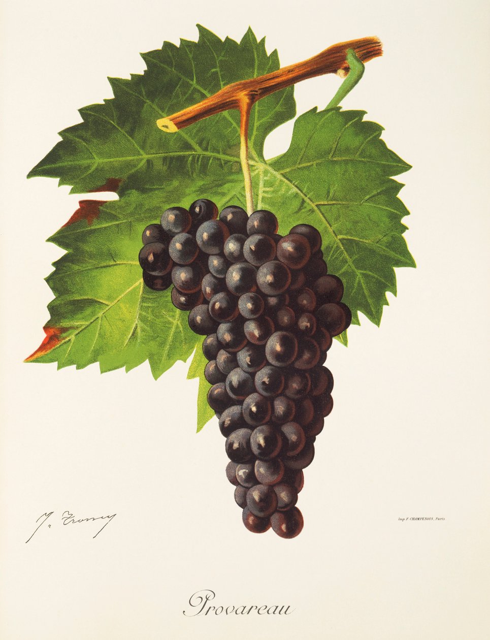 Provareau drue af J. Troncy af Jules Troncy