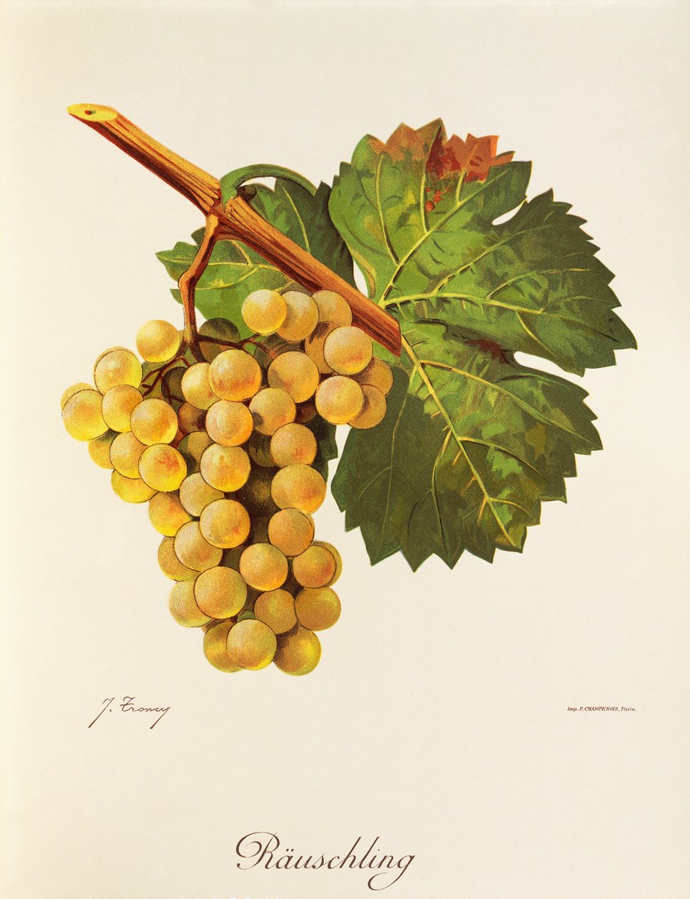 Rauschling-drue af J. Troncy af Jules Troncy