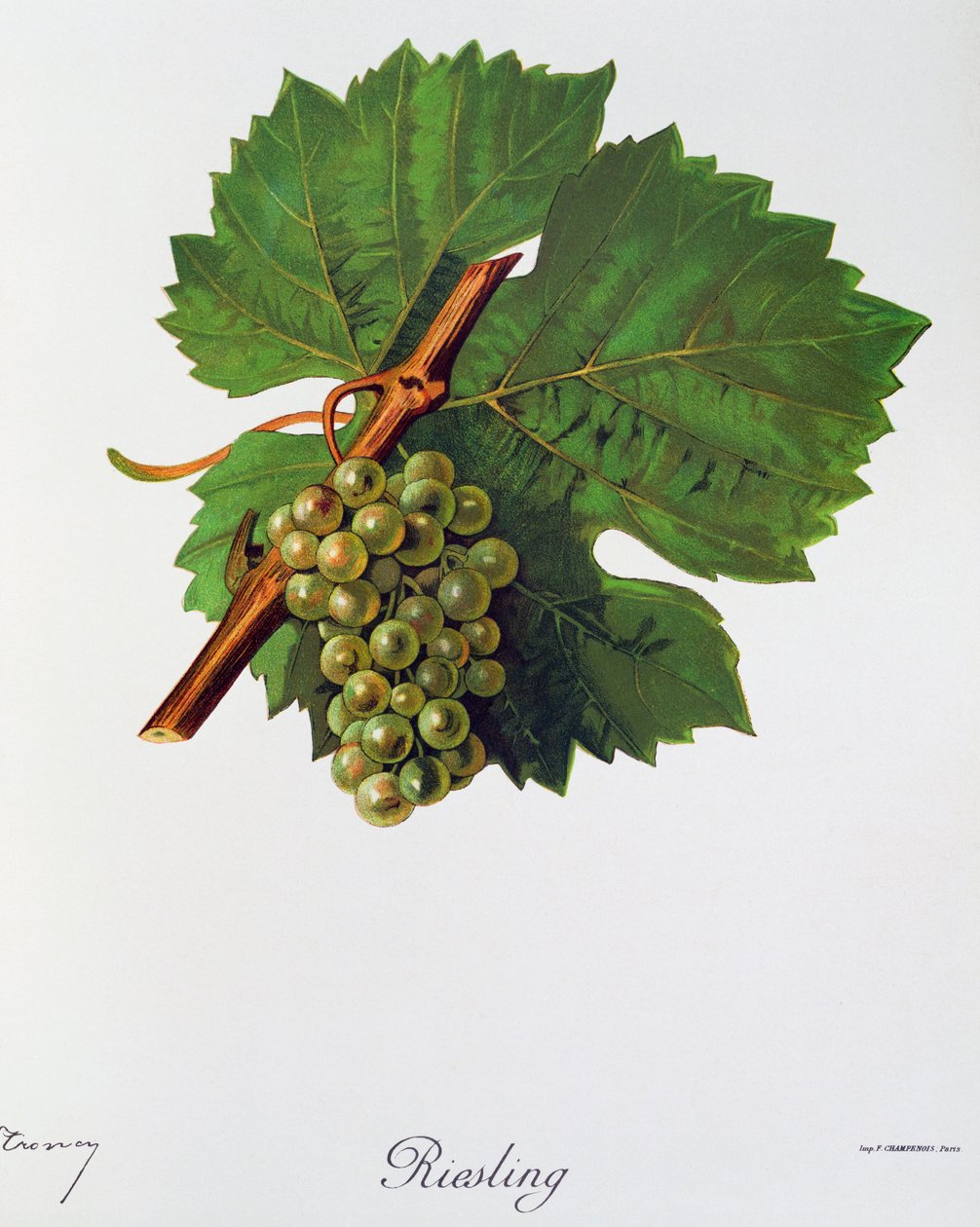 Riesling druer af Jules Troncy fra Ampelographie, Traite general de viticulture (Ampelography, General Treaty of Viticulture), bind II, af Pierre Viala (1859-1936) og Victor Vermorel (1848-1927), Paris af Jules Troncy
