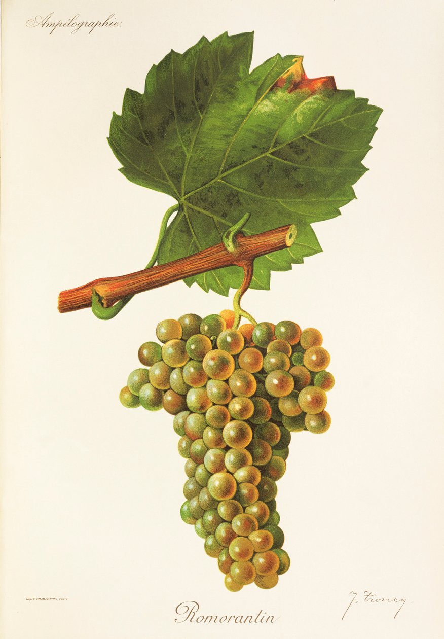 Romorantin drue af J. Troncy af Jules Troncy