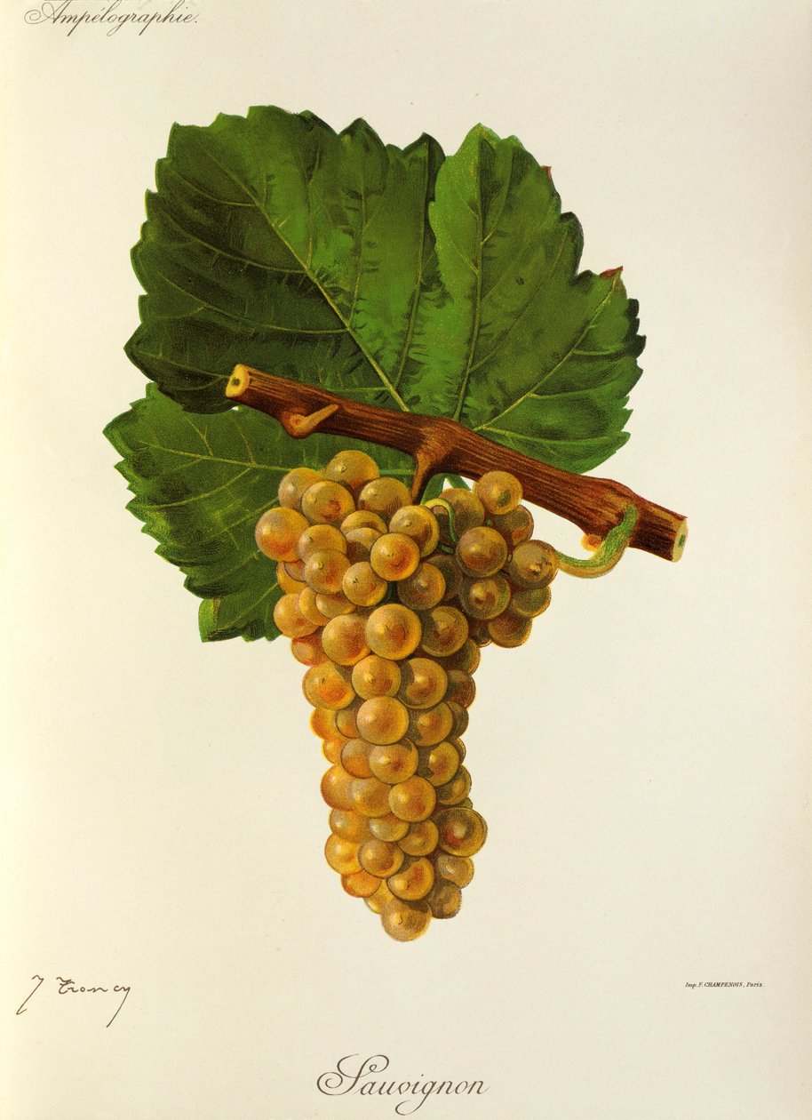 Sauvignon drue af J. Troncy af Jules Troncy
